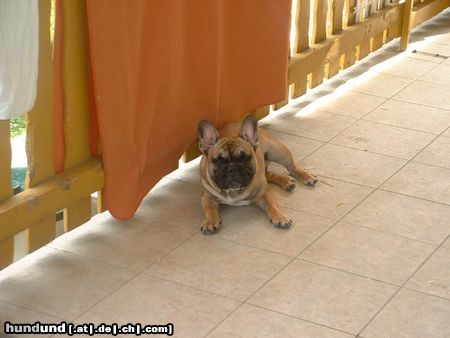 Französische Bulldogge Hunde Foto 4396 Französische Bulldogge RAMIRO