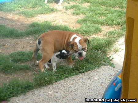 Französische Bulldogge Hunde Foto 4394 Französische Bulldogge Klein Kadra&Freund Ivo