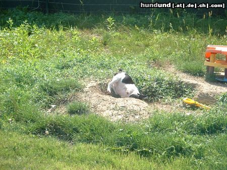 Französische Bulldogge wo bin ich?