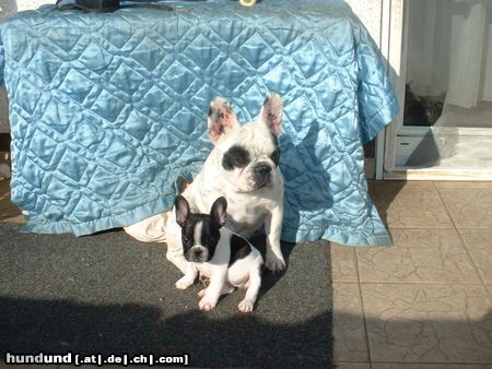 Französische Bulldogge Hunde Foto 7190 Französische Bulldogge Medusa und klein La Bamba