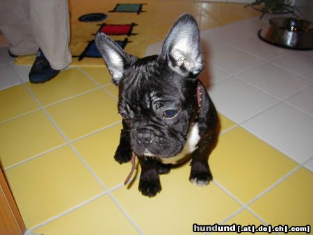 Französische Bulldogge Unser Billy am ersten Abend bei uns