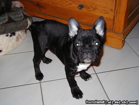 Französische Bulldogge Hunde Foto 6949 Französische Bulldogge Unser Billy am ersten Abend bei uns