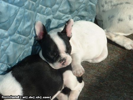 Französische Bulldogge Jumbo Boy 