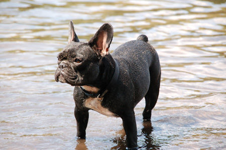 Französische Bulldogge Phoebe