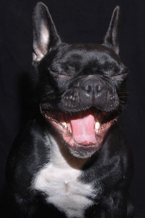 Französische Bulldogge Hunde Foto 36523 Französische Bulldogge schwarz auf schwarz