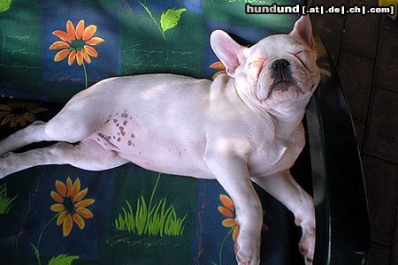 Französische Bulldogge Hunde Foto 11185 Französische Bulldogge Karlchen hält Siesta