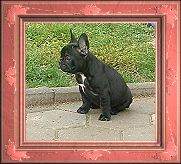 Französische Bulldogge Hunde Foto 907 Französische Bulldogge Liebhaberzucht dieser wunderbaren Rasse