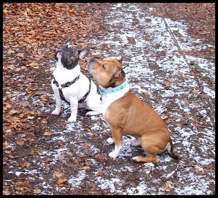 Französische Bulldogge Hunde Foto 29808 in höherer Auflösung ansehen Französische Bulldogge Ups wann kommt das Leckerli