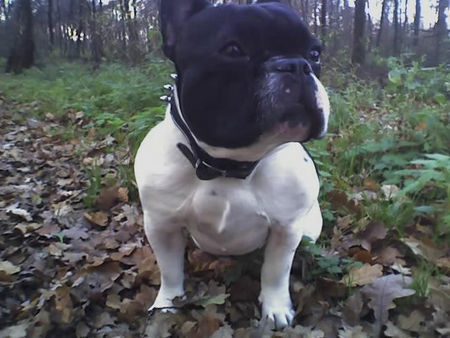 Französische Bulldogge Hunde Foto 35809 in höherer Auflösung ansehen Französische Bulldogge power pur
