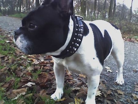Französische Bulldogge Hunde Foto 35774 in höherer Auflösung ansehen Französische Bulldogge HRA