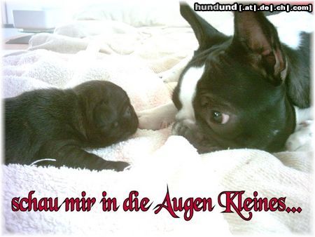 Französische Bulldogge Hunde Foto 7728 Französische Bulldogge Schau mir in die Augen