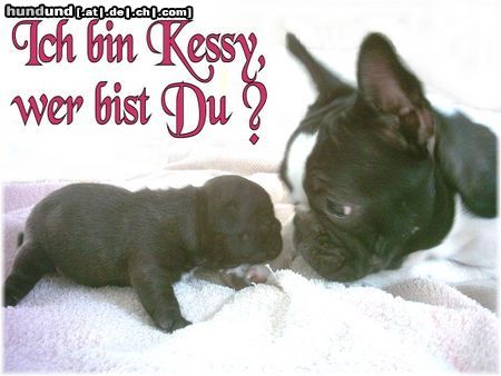 Französische Bulldogge Hunde Foto 7727 Französische Bulldogge Wer bist Du?