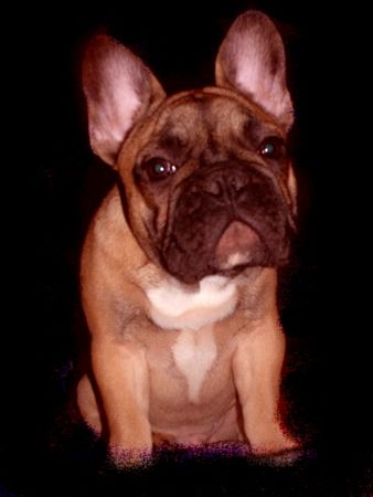 Französische Bulldogge Hunde Foto 2471 Französische Bulldogge Cosmo 4 mounths