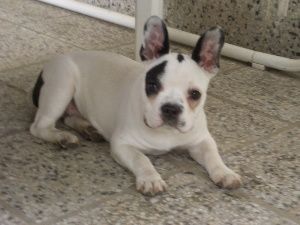 Französische Bulldogge Kira aus N.B