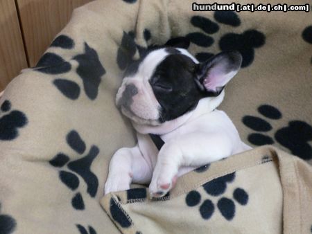 Französische Bulldogge Müde bin ich ,deck mich zu.......