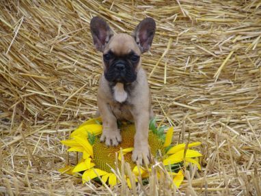 Französische Bulldogge Hunde Foto 35473 in höherer Auflösung ansehen Französische Bulldogge Moschino du Champagne mit 13 Wochen