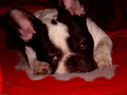 Französische Bulldogge Hunde Foto 2472 Französische Bulldogge Tonkica sleeping