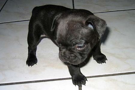 Französische Bulldogge Hunde Foto 28392 in höherer Auflösung ansehen Französische Bulldogge Bosko