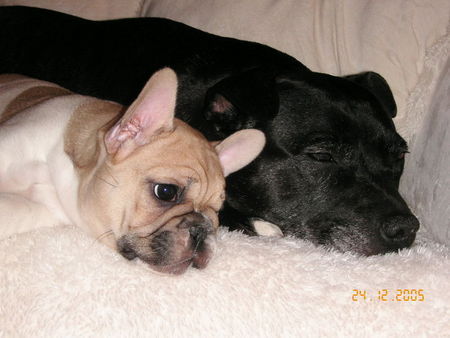 Französische Bulldogge TreueFreunde-Brenda und Conner