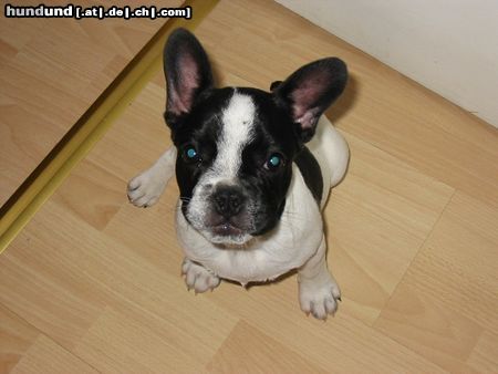 Französische Bulldogge Hunde Foto 11392 Französische Bulldogge Loona *grins*