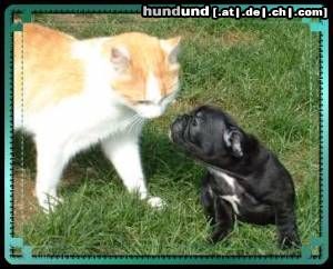 Französische Bulldogge Hunde Foto 45518 in höherer Auflösung ansehen Französische Bulldogge frenchbulldog puppie+cat