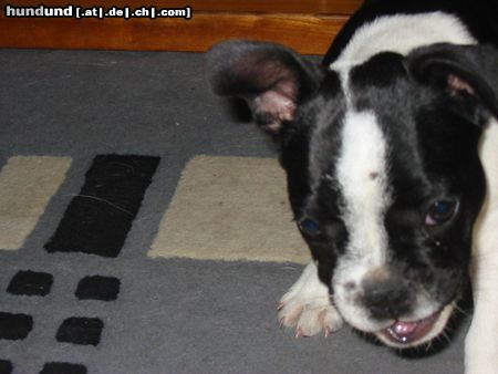 Französische Bulldogge Loona  *grins*