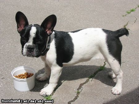 Französische Bulldogge Hunde Foto 12109 Französische Bulldogge Loona
