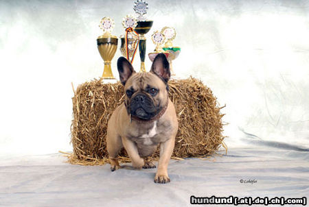 Französische Bulldogge Hunde Foto 44580 in höherer Auflösung ansehen Französische Bulldogge Alida von westerbroek
