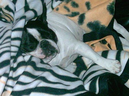 Französische Bulldogge unsere Amy
