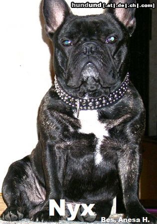 Französische Bulldogge Anesas NYX