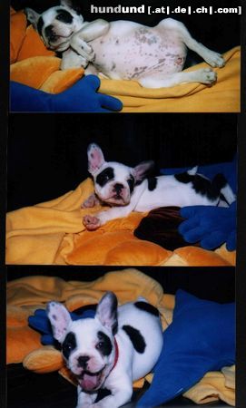 Französische Bulldogge Anouschka 
