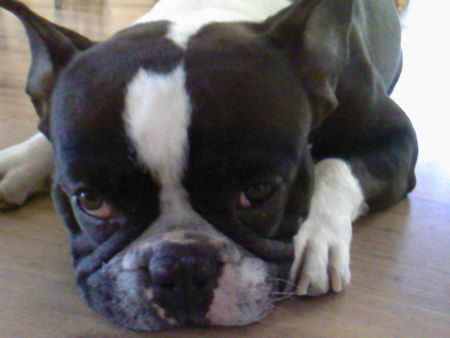 Französische Bulldogge Hunde Foto 38556 in höherer Auflösung ansehen Französische Bulldogge yin-yang filou 4 Jahre