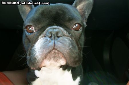 Französische Bulldogge Atze