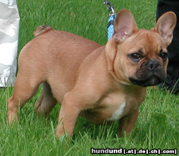 Französische Bulldogge Hunde Foto 44582 Französische Bulldogge Bärchen von Westerbroek