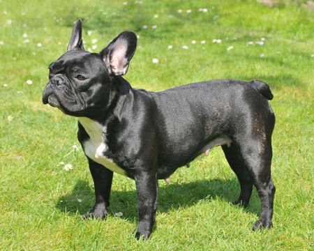 Französische Bulldogge Beryll Cecil von der Schorfheide