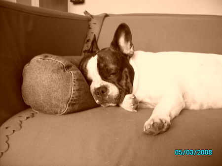 Französische Bulldogge The Edge sooooo müde