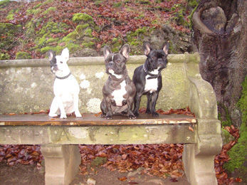 Französische Bulldogge Hunde Foto 27415 in höherer Auflösung ansehen Französische Bulldogge Verschnaufpause!