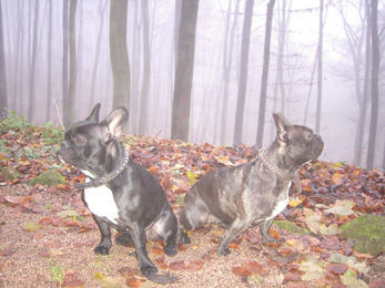 Französische Bulldogge Hunde Foto 27417 in höherer Auflösung ansehen Französische Bulldogge Huuuh! Was für ein Nebel heute!