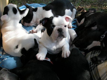 Französische Bulldogge Hunde Foto 42208 in höherer Auflösung ansehen Französische Bulldogge Emma und ihre Geschwister