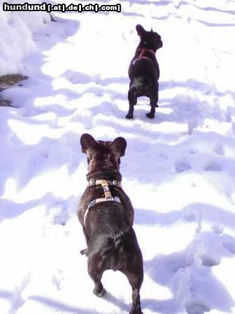 Französische Bulldogge Schneehasen o. Bullys?