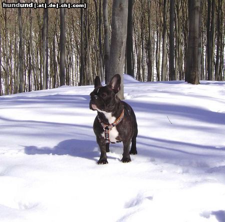 Französische Bulldogge Hunde Foto 19480 in höherer Auflösung ansehen Französische Bulldogge Pepi im Bad Liebensteiner Wald