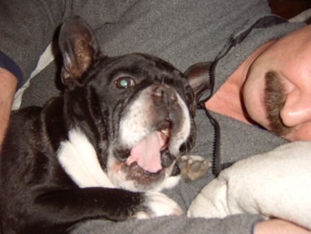 Französische Bulldogge Hunde Foto 36549 Französische Bulldogge