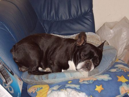 Französische Bulldogge Hunde Foto 36550 in höherer Auflösung ansehen Französische Bulldogge