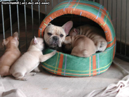 Französische Bulldogge Hunde Foto 44583 in höherer Auflösung ansehen Französische Bulldogge Bella mit Welpen