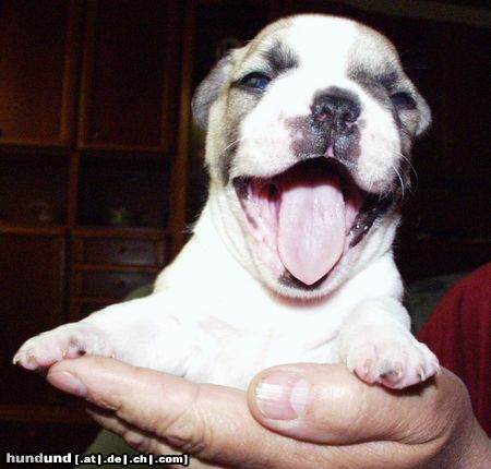 Französische Bulldogge Ist ja lächerlich !!!