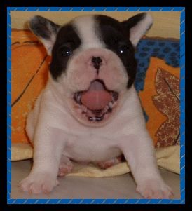 Französische Bulldogge Bellboy of Bullyhouse