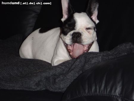 Französische Bulldogge Hunde Foto 6034 Französische Bulldogge Müder Benito