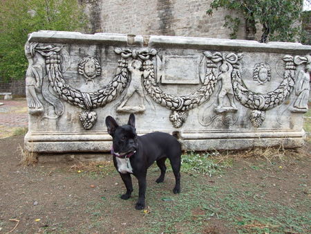 Französische Bulldogge Hunde Foto 41512 Französische Bulldogge Lucy vor einem byzantinischen Sargophag
