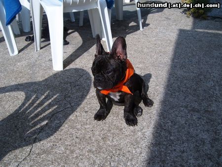 Französische Bulldogge Hunde Foto 16617 Französische Bulldogge Mein Gismo