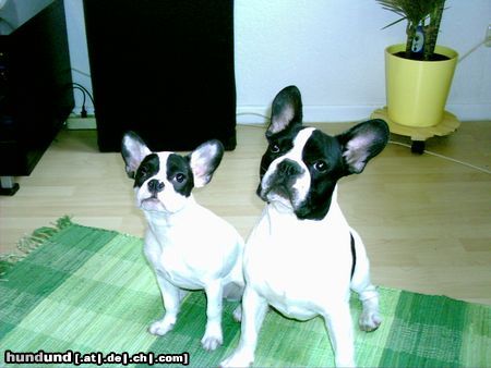 Französische Bulldogge Hunde Foto 14560 Französische Bulldogge Lilo und Stitch